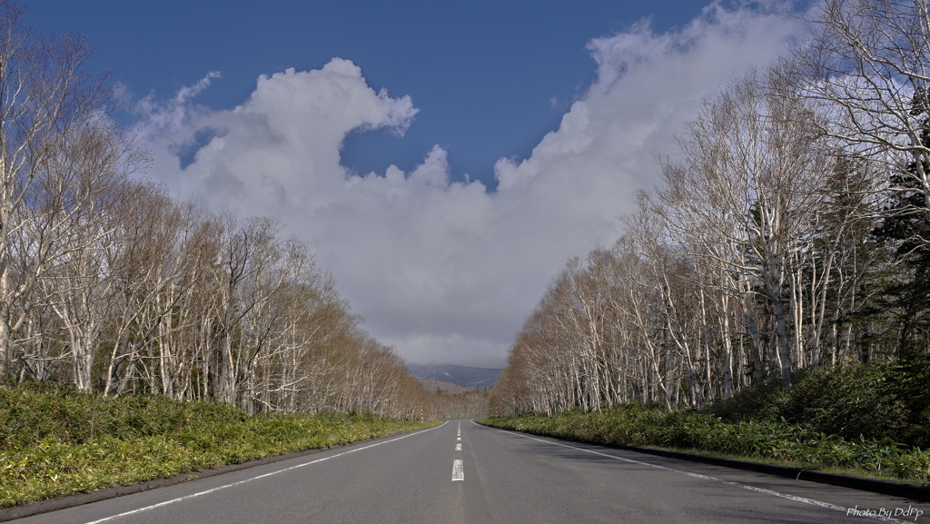 ダケカンバ繁る峠道