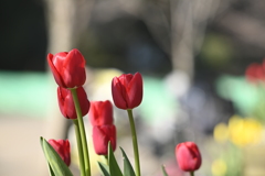 135mm 比較 PENTAX SMC Takumar f3.5 @f4