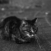 老齢の野良 大ちゃん.
