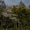 日本の春