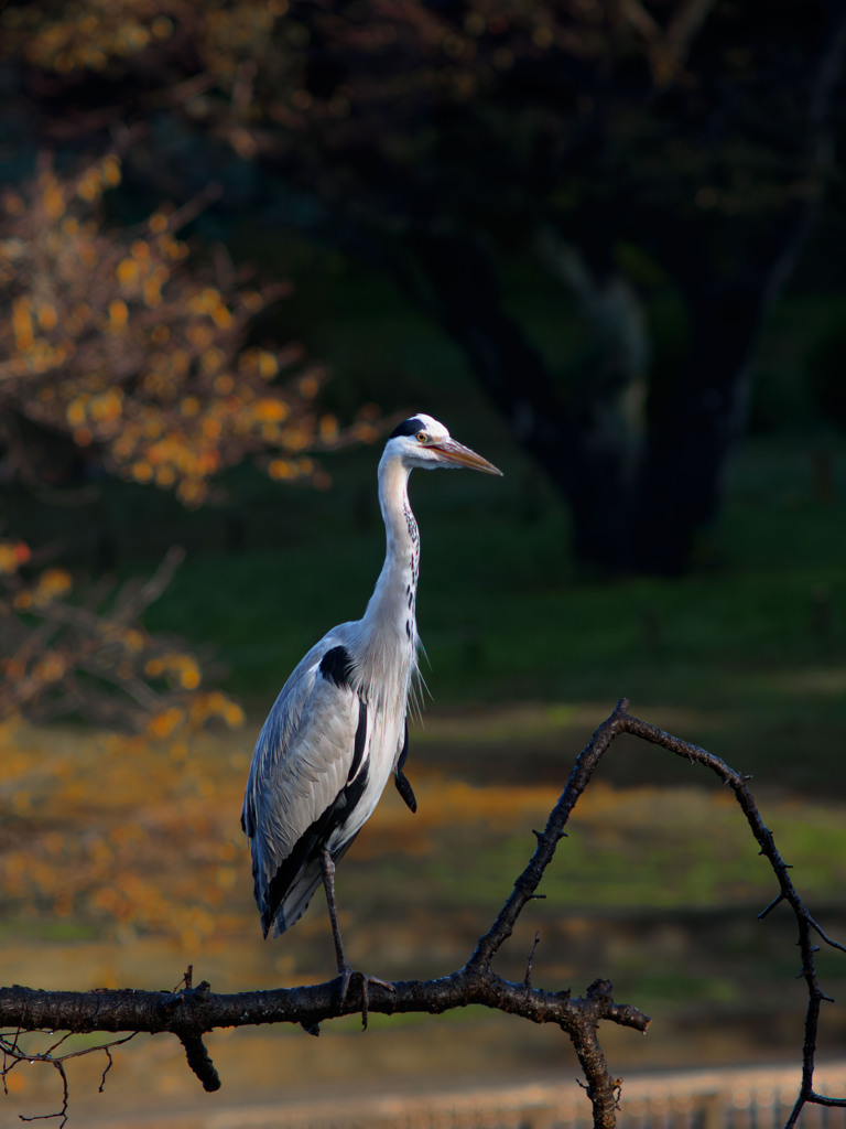 秋朝陽を浴びて