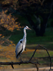 秋朝陽を浴びて