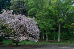 桂並木の芽吹き