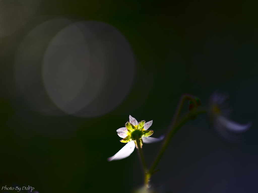 希望の光