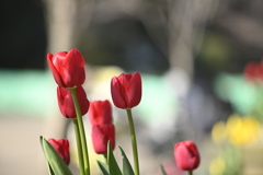 135mm 比較 PENTAX SMC Takumar f3.5 @f3.5