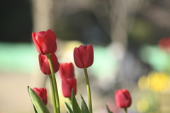 135mm 比較 Nikkor-Q　Auto f3.5　＠f3.5