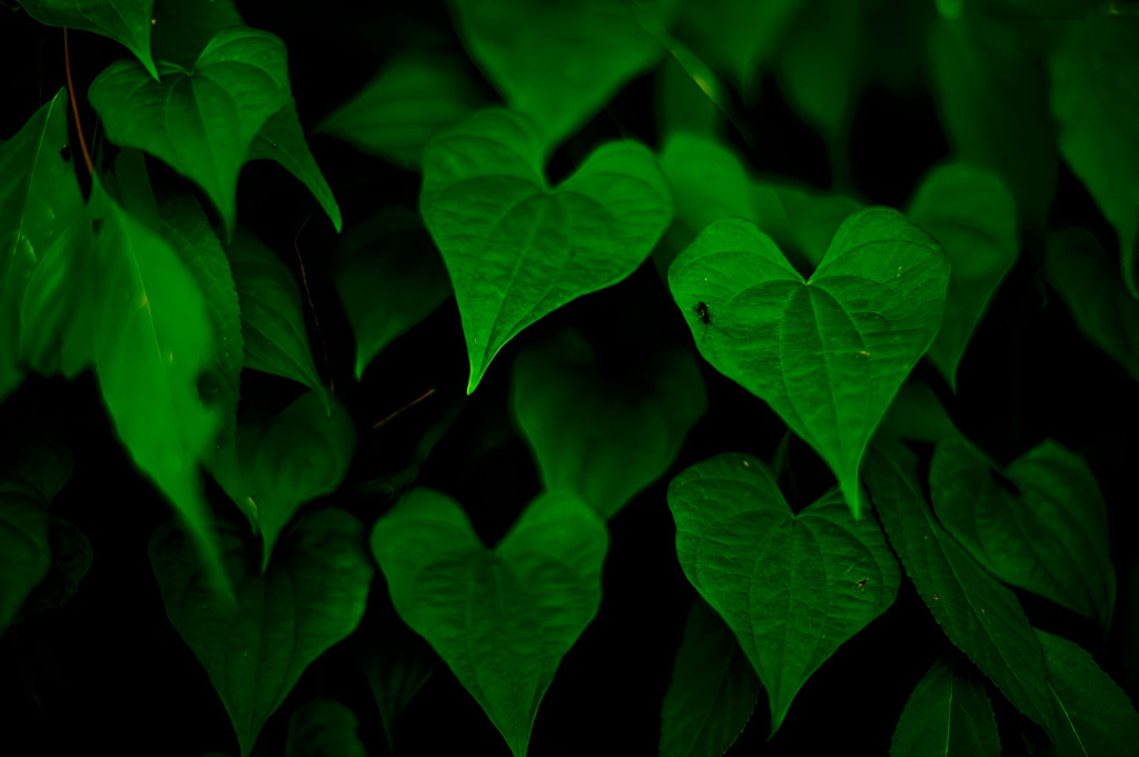 Green hearts（Nikkor 千夜一夜物語 第八十九夜　その３）