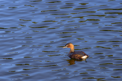 夕陽を浴びて