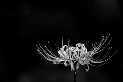 自己主張（Nikkor 千夜一夜物語 第七十夜　その４）