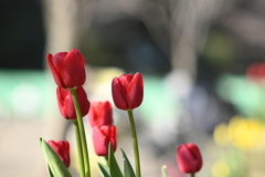 135mm 比較 SMC TAKUMAR f2.5 @f4