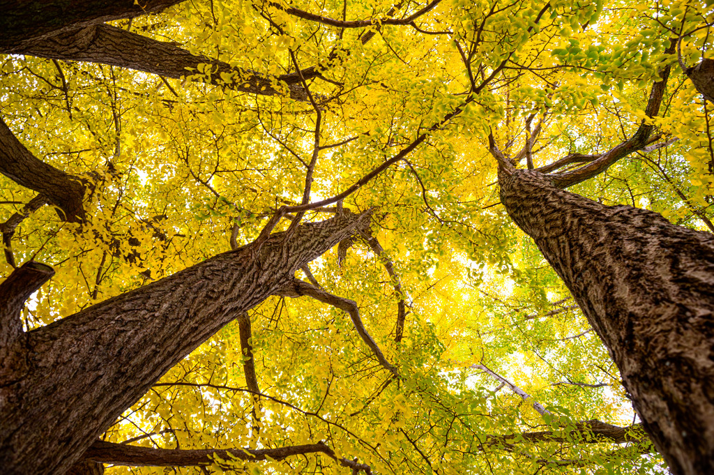 見上げれば黄空　( Nikkor 千夜一夜物語 第八十六夜 その４）