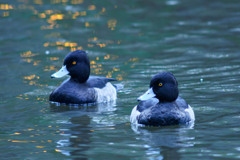 晩秋の予感 晩秋の予感