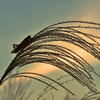 ある秋の夕ぐれ