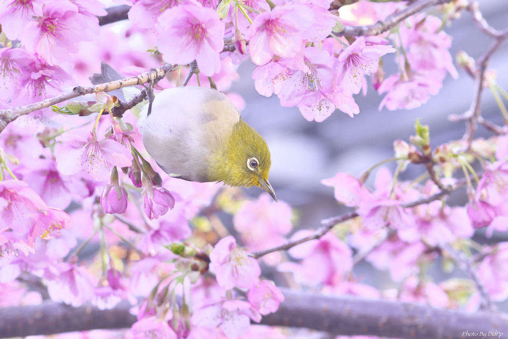 春がそこに