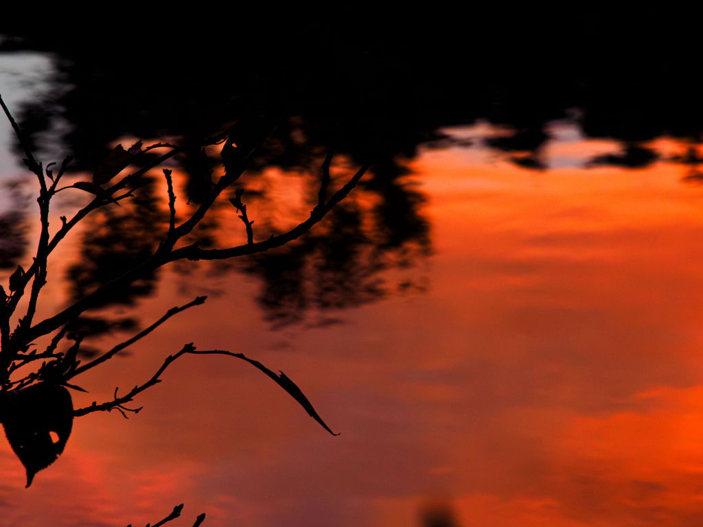 朝焼け映す古池