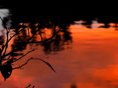 朝焼け映す古池 朝焼け映す古池