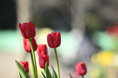 135mm 比較 AiS f2.8　＠f2.8