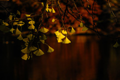 晩秋の木漏れ日