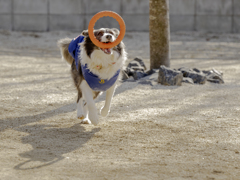 輪投げ遊びも最初のうち