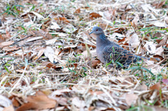 一年の計は元旦にあり ポッポ