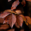 庭の紅葉 ヒメシャラ