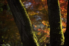 森の秋　陰と陽
