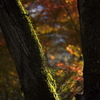 森の秋　陰と陽
