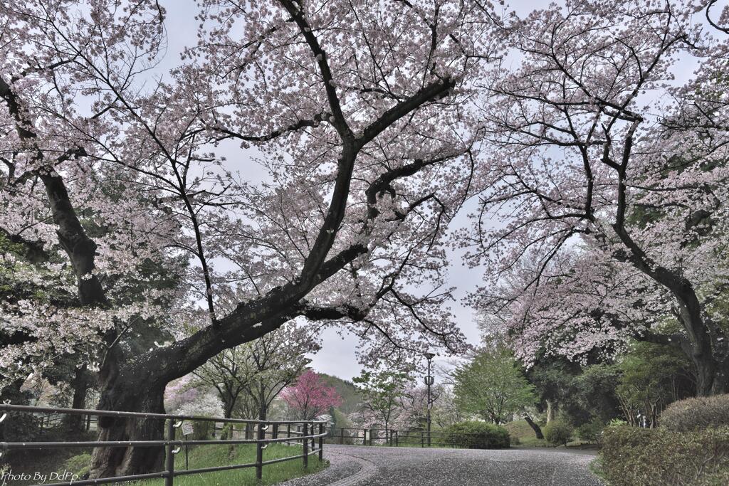 桜色の朝
