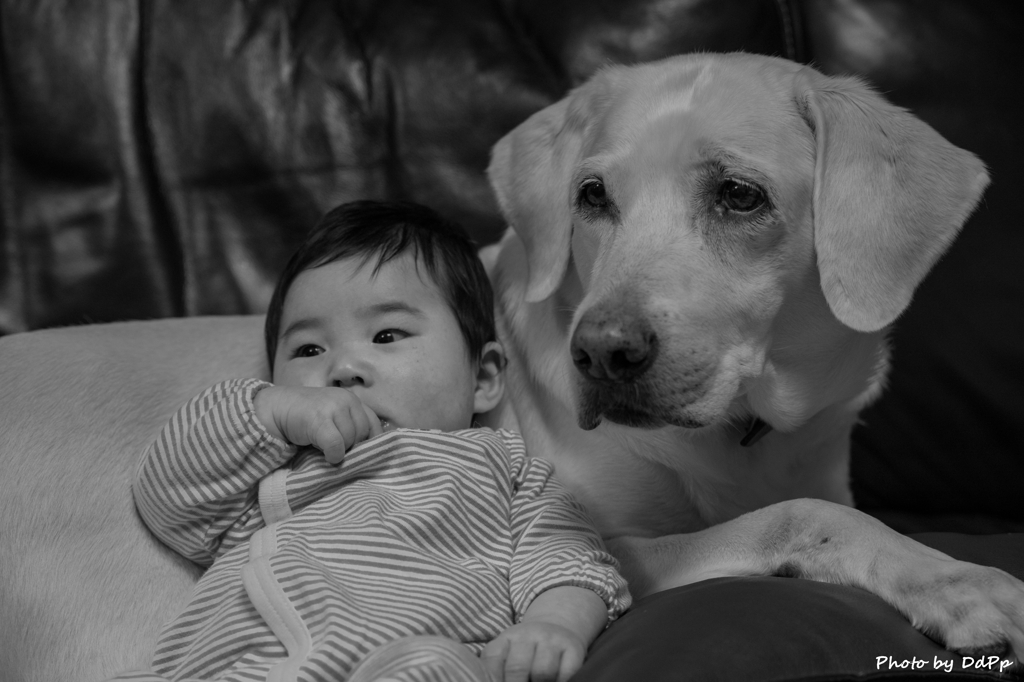 孫を抱く愛犬