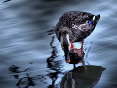 ナルシスト カモ子