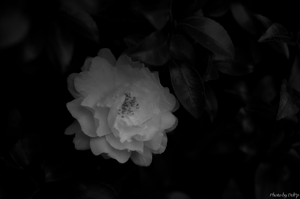 白い花は白衣の天使のように