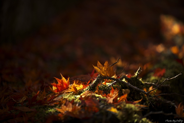 花・草木写真集