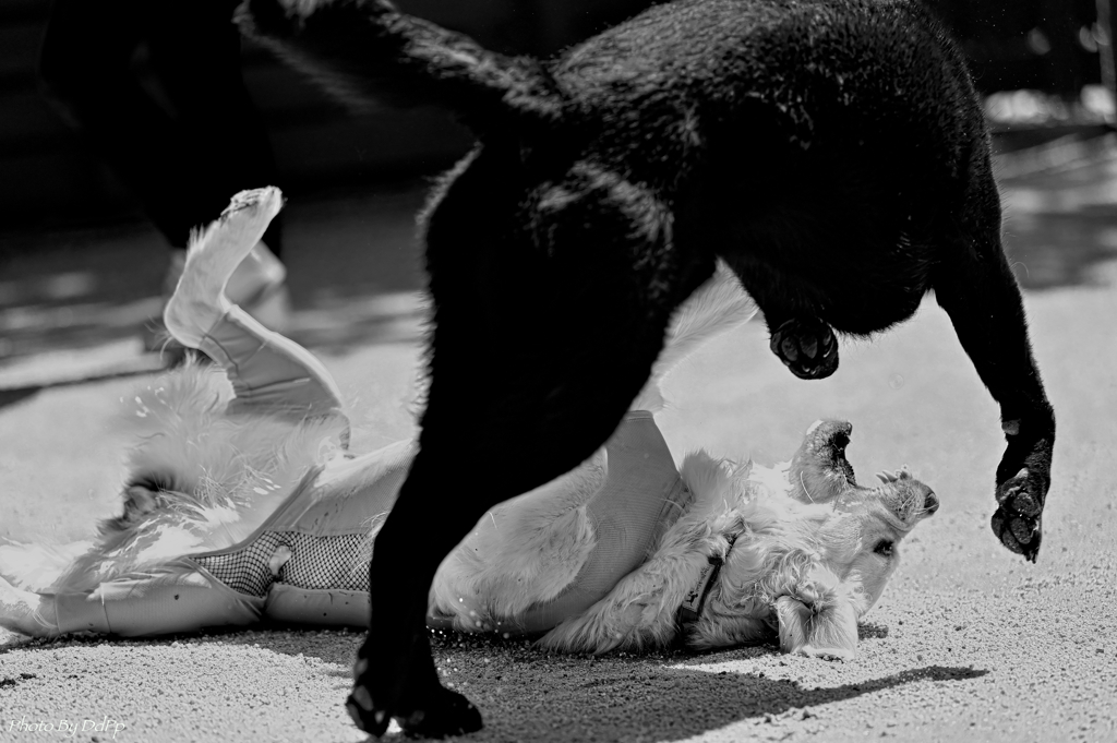 ドッグラン お腹を見せたら降参