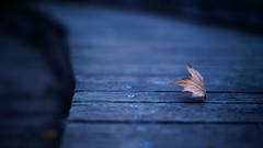 木枯らしのイタズラ