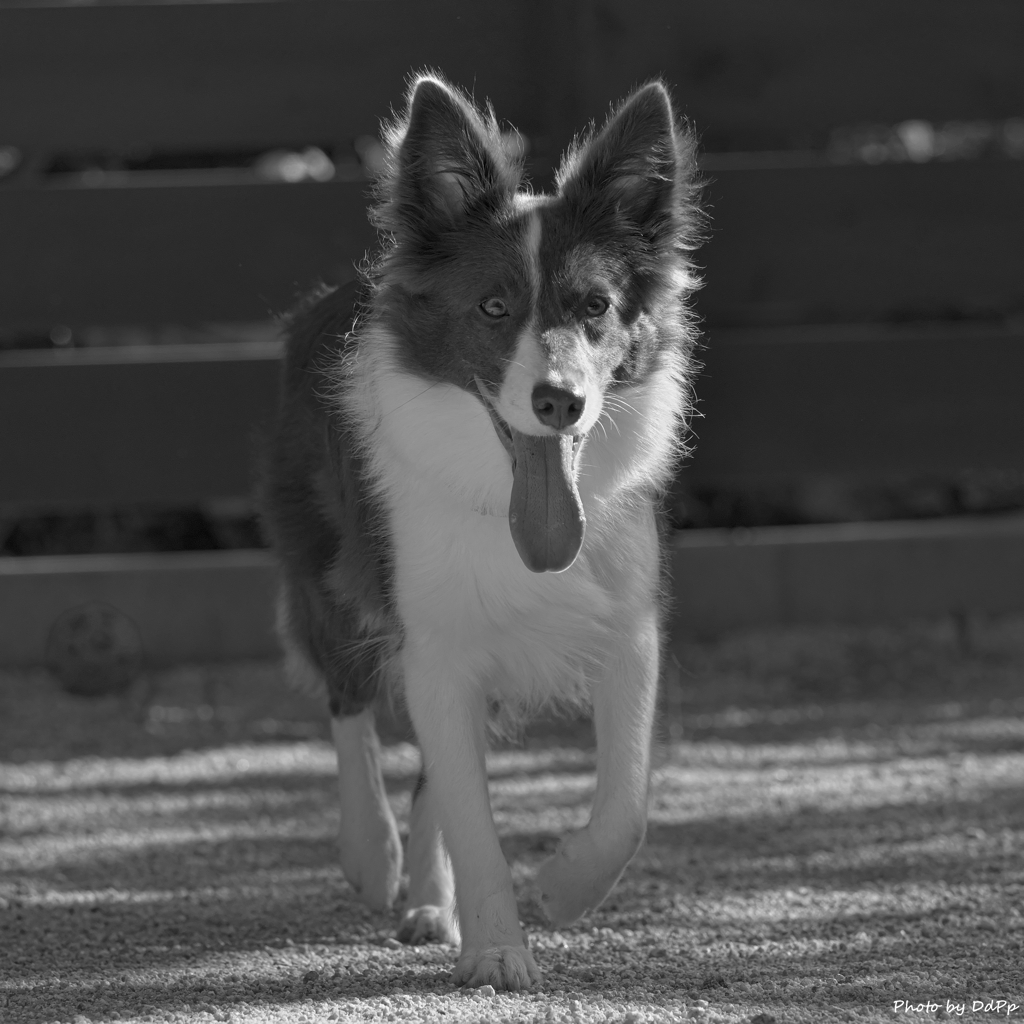 成犬になりました