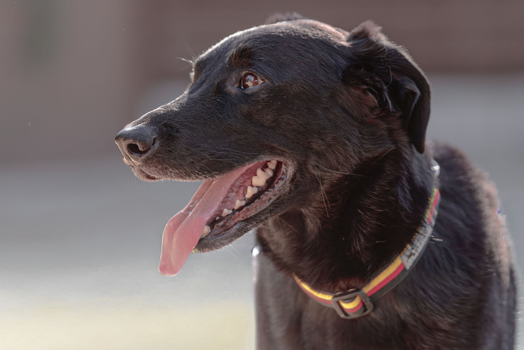 優しかった陸（リク）君