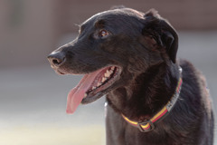 優しかった陸（リク）君