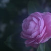EL Nikkor 80mm f5.6 (旧）試写（参考用）