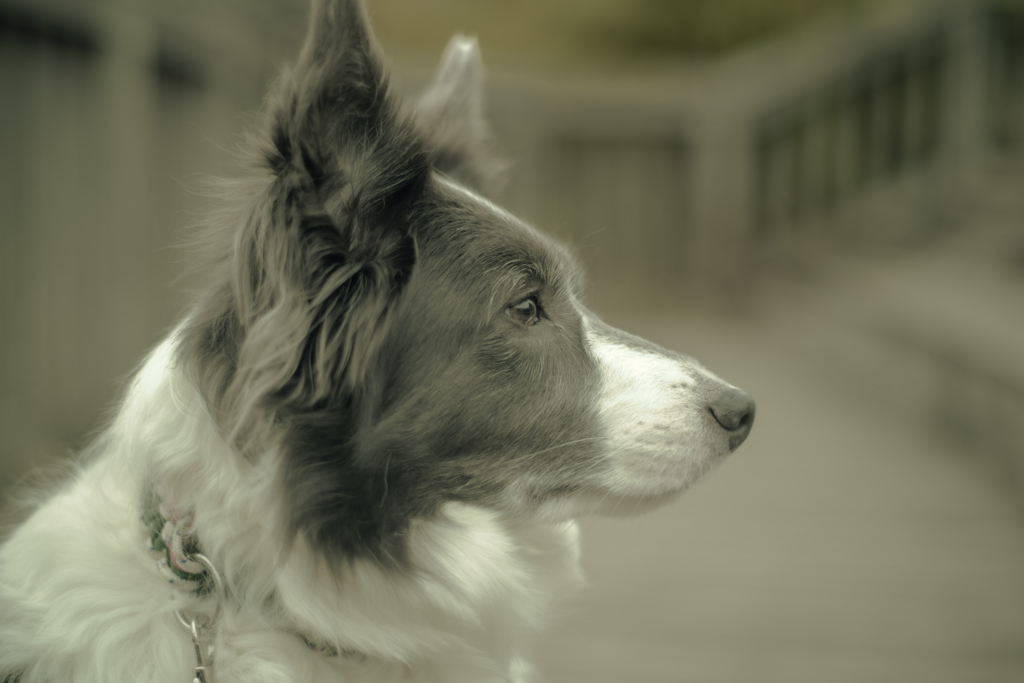 二兎を追う者は。。