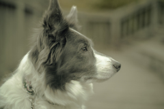 二兎を追う者は。。