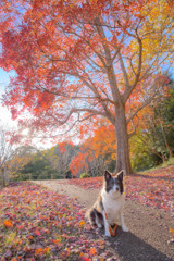 鶴瓶落としの彩（24mm 比較参考用）