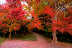 秋紅色の小路　( Nikkor 千夜一夜物語 第八十六夜 その２）