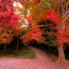 秋紅色の小路　( Nikkor 千夜一夜物語 第八十六夜 その２）