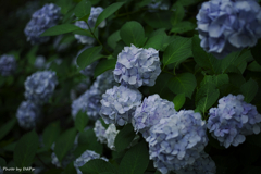 蒼い森の青い花