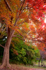 まさに紅葉　( Nikkor 千夜一夜物語 第八十六夜 その1）