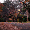 枯れ葉舞う朝