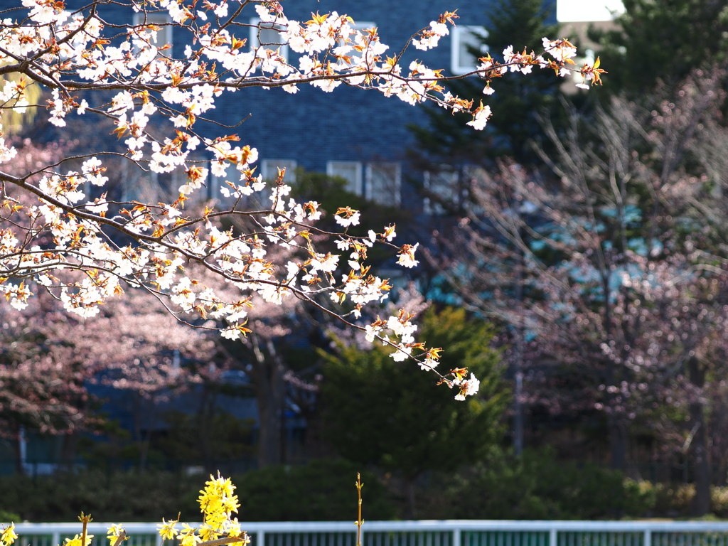 4月24日 北国の遅い春31