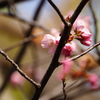 4月24日 北国の遅い春5