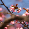 4月24日 北国の遅い春1