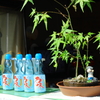 夏の日の休息